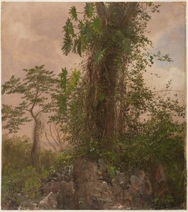Fig Tree and Wild Philodendron
