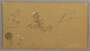 Flowering Plants