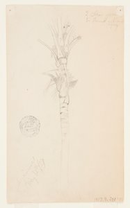 Leaves and Stem of a Palm Tree, Aspinwall, Panama