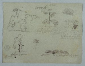 Nature Studies Including a Candelabra Tree with a Sloth, Rio Magdalena, Colombia by Frederic Edwin Church