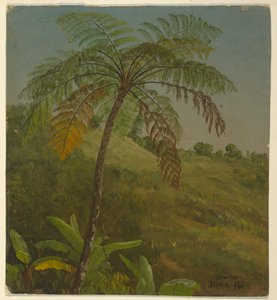 Palm Tree, Jamaica