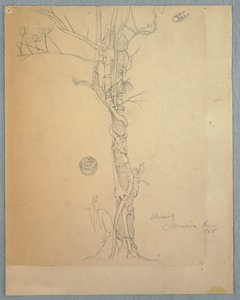 Parasite Wound around a Tree Trunk, Jamaica by Frederic Edwin Church