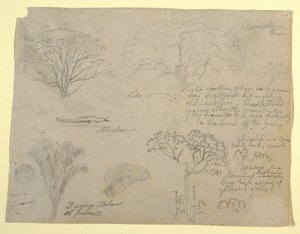 Series of Botanical Studies including an Alligator and a Monstrous Tree, seen from the Rio Magdalena, Colombia by Frederic Edwin Church