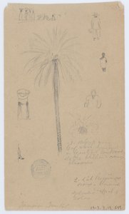 Sketches from Jamaica, West Indies by Frederic Edwin Church