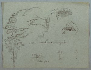 Studies from the Rio Magdalena, Colombia: Tree Tops, Flying White Bird, Vines, and Three Flowering Plants by Frederic Edwin Church