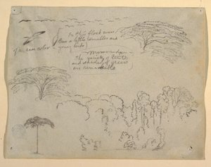 Studies of Birds and Trees seen from the Rio Magdalena, Colombia by Frederic Edwin Church