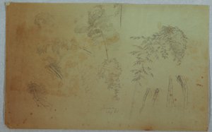 Studies of Tree Tops and Bamboo, Jamaica