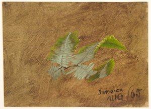 Study of Fern, Jamaica