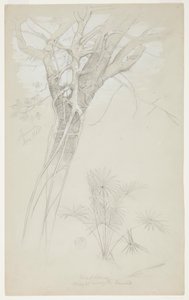 Study of Tree Trunk, Parasite Vine, and Palm Plant, Jamaica by Frederic Edwin Church