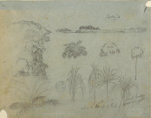 Study with Tree Tops, Trees, Five Designs of Plants and a Distant Island by Frederic Edwin Church