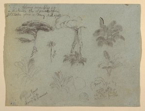 Tree Studies Seen from the Rio Magdalena, Colombia by Frederic Edwin Church