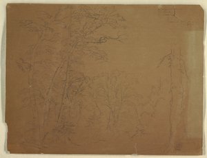 Trees, Grand Manan Island, Canada