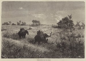 India and the Prince of Wales, Tiger-Shooting from the Howdah by Frederic Theodore Lix