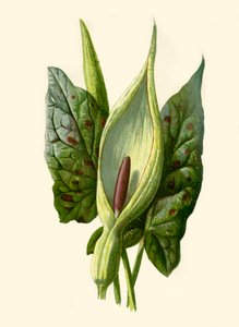 Arum or Cuckoo Pint, 1877