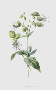 Bladder-Campion