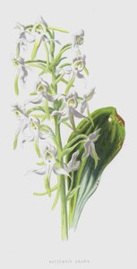 Butterfly Orchis by Frederick Edward Hulme