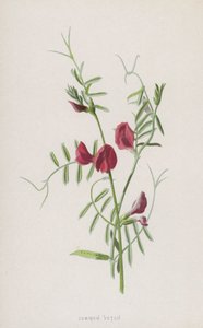 Common Vetch by Frederick Edward Hulme