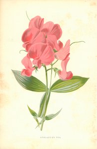 Everlasting Pea