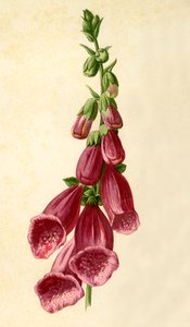 Foxglove, 1877 by Frederick Edward Hulme