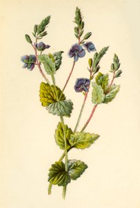 Germander Speedwell