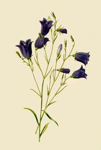 Harebell, 1877 by Frederick Edward Hulme
