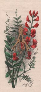 Letter A, Drop Cap Letter, from The Familiar Garden Flower by Frederick Edward Hulme