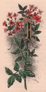 Letter I, Drop Cap Letter, from The Familiar Garden Flower by Frederick Edward Hulme