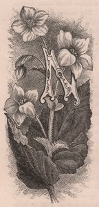 Letter N, Drop Cap Letter, from The Familiar Garden Flower