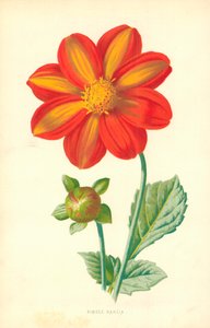 Single Dahlia
