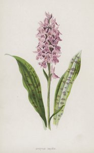 Spotted Orchis by Frederick Edward Hulme