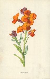 Wallflower