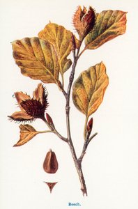 Wild Fruits of the Countryside: Beech