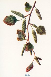 Wild Fruits of the Countryside: Birch