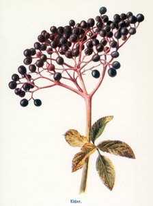 Wild Fruits of the Country-side: Elder