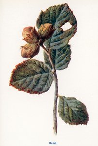 Wild Fruits of the Country-side: Hazel