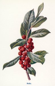 Wild Fruits of the Countryside: Holly