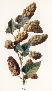 Wild Fruits of the Country-side: Hop