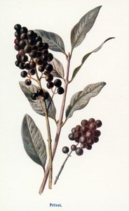 Wild Fruits of the Country-side: Privet