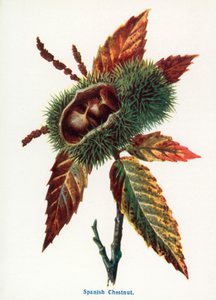 Wild Fruits of the Country-side: Spanish Chestnut