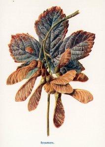Wild Fruits of the Country-side: Sycamore