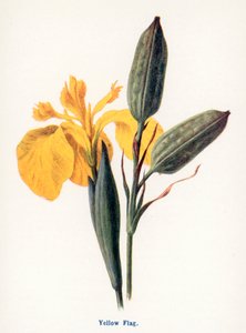 Wild Fruits of the Countryside: Yellow Flag