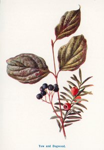 Wild Fruits of the Countryside: Yew and Dogwood