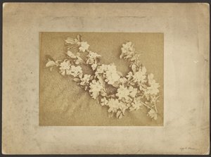Apple Blossom
