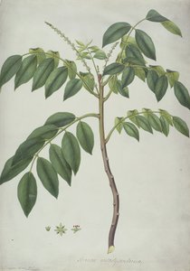 Brucea Antidysenterica by Frederick Polydor Nodder