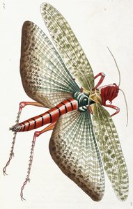 Egyptian Locust, 1790 by Frederick Polydor Nodder