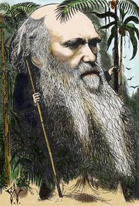 Charles Darwin (1809-1882) Caricature by F. Waddy by Frederick Waddy