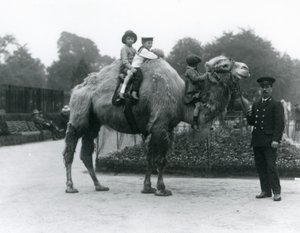 A Bactrian Camel ride with keeper Harry Warwick at London Zoo, June 1924 by Frederick William Bond