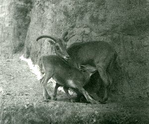 A Barbary Sheep Feeding Her Lamb on the Mappin Terraces, London Zoo (August 1927) by Frederick William Bond