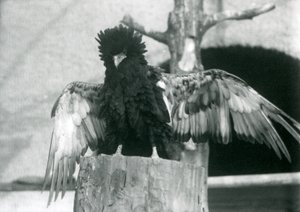 A Bateleur Eagle Stands on a Tree Stump and Spreads Its Wings, London Zoo, 1925