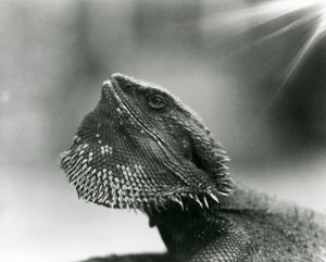A Bearded Lizard looking up at London Zoo in 1930 by Frederick William Bond